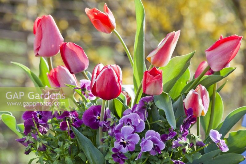 Spring bouquet containing tulips and violas.