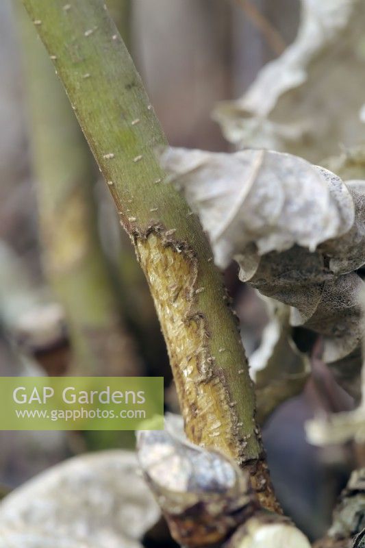 Winter Rodent damage in a Hornbeam - Carpinus betulus hedge