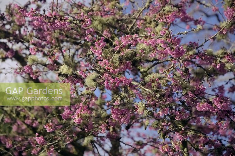 Prunus 'Kursar' in February - Cherry