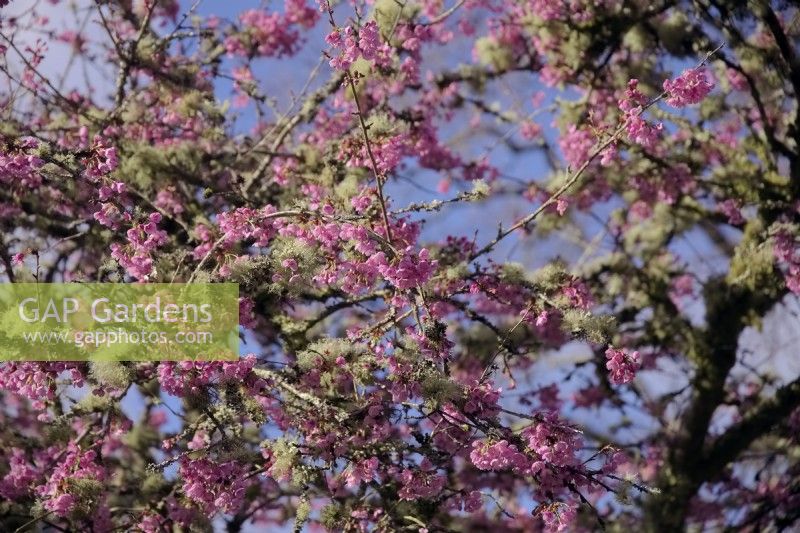 Prunus 'Kursar' in February - Cherry