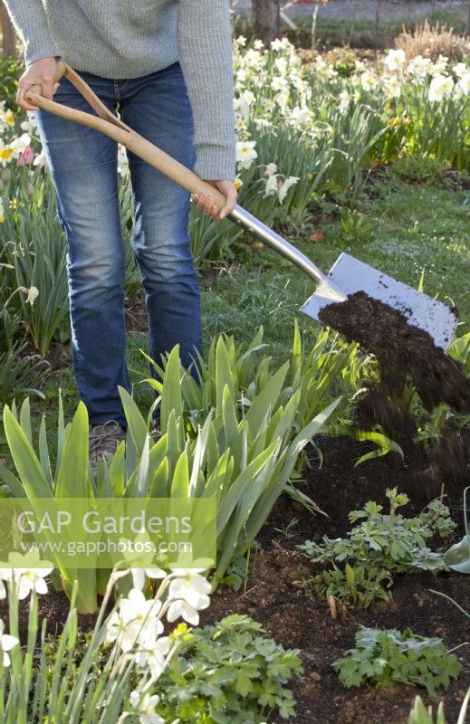 Woman adding compost to Iris, Hemerocallis and Aquilegia to promote the very best growth condition.