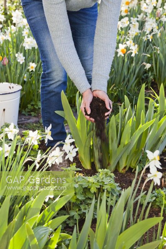 Woman adding compost to irises to promote the very best growth condition.