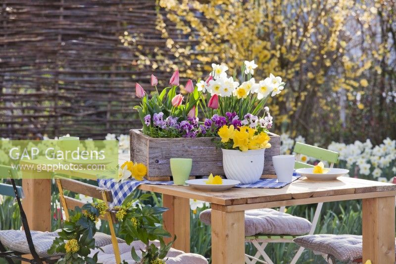 Spring table arrangement with daffocils, tulips and pansies.