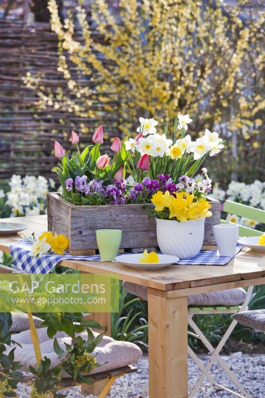 Spring table arrangement with daffocils, tulips and pansies.