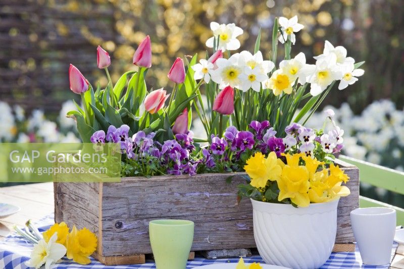 Spring table arrangement with daffodils , tulips and pansies.