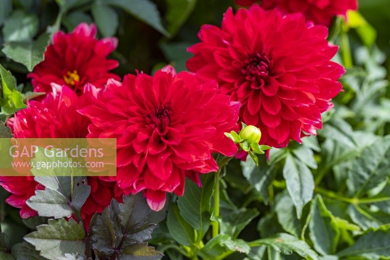 Dahlia 'Melody Blood Red'