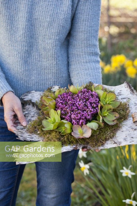 Woman holding spring flower arrangement with heather and hellebore on birch bark.
