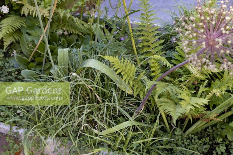 Carex 'Silver Sceptre' with Polystichum Settiferum in raised bed