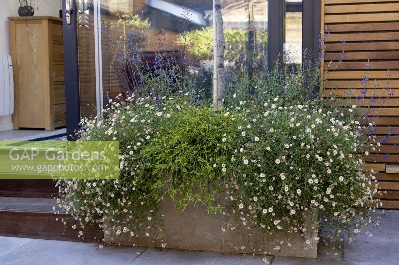 Erigeron karvinskianus in contemporary raised bed with garden office in background