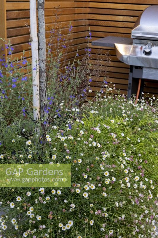 Erigeron karvinskianus with contemporary wooden fence in background