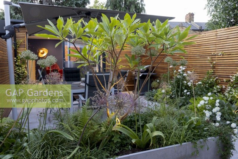 Raised bed in contemporary garden at night with Edgeworthia chrysantha, looking across patio area towards garden office