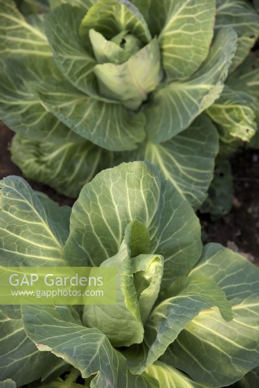Cabbage - Brassica oleracea capitata  'Advantage' sown late July, near harvest in early March