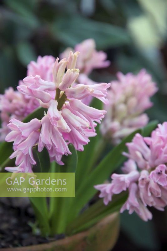 Hyacinthus orientalis 'Pink Pearl' Hyacinth