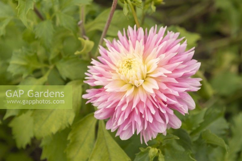 Dahlia 'Just Married'