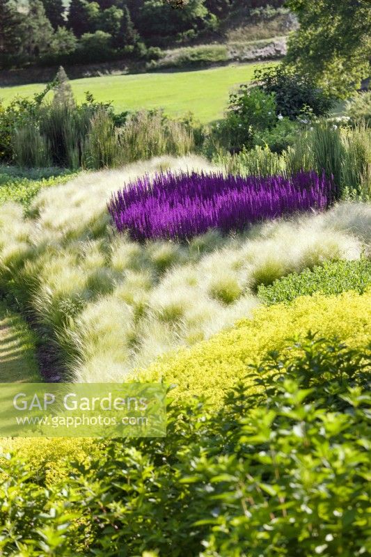 Planting with Stipa and Salvia, summer June