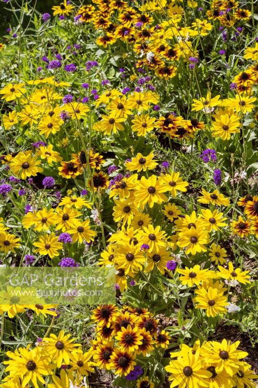 Planting with Rudbeckia, summer August
