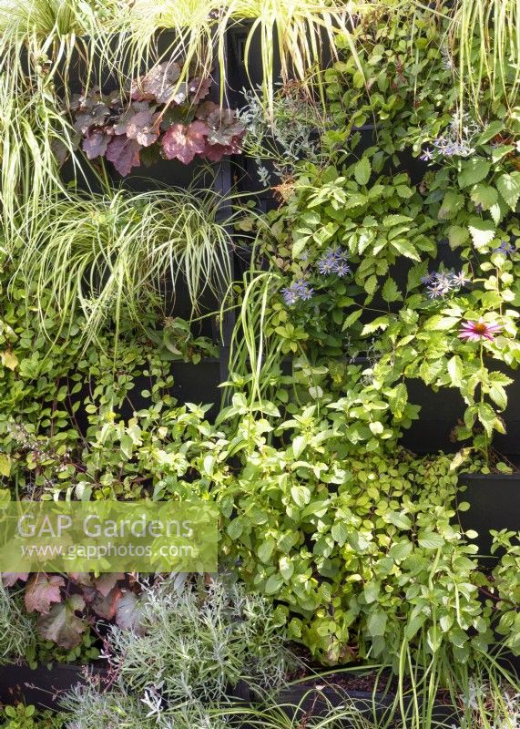 Living wall with perennials and grasses, summer June