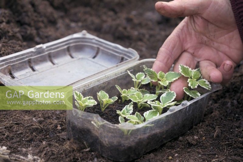 Plastic fruit containers with some bottom heat make perfect propagation chambers for softwood cuttings in spring - shown is Plectranthus madagascariensis 'Variegated Mintleaf'