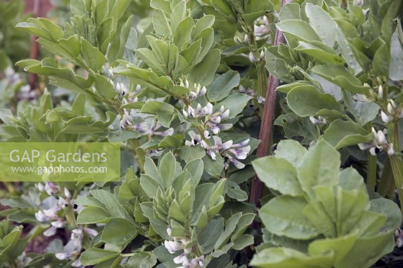 Vicia faba 'Aquadulce Claudia'  Broad Beans flowering late March in SW England