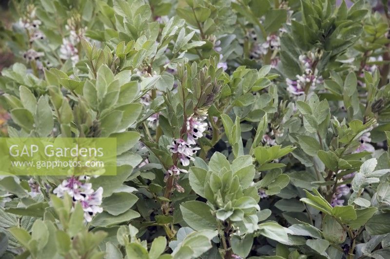 Vicia faba 'Aquadulce Claudia'  Broad Beans flowering late March in SW England