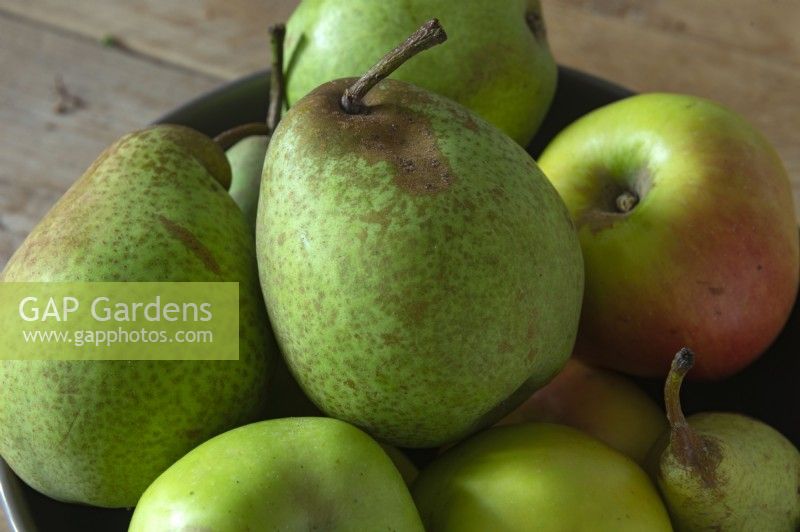 Pyrus communis 'Legipont' pear in a fruit bowl on a wooden table, 