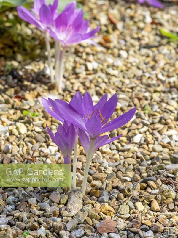 Colchicum autumnale growing in shingle drought tolerant border