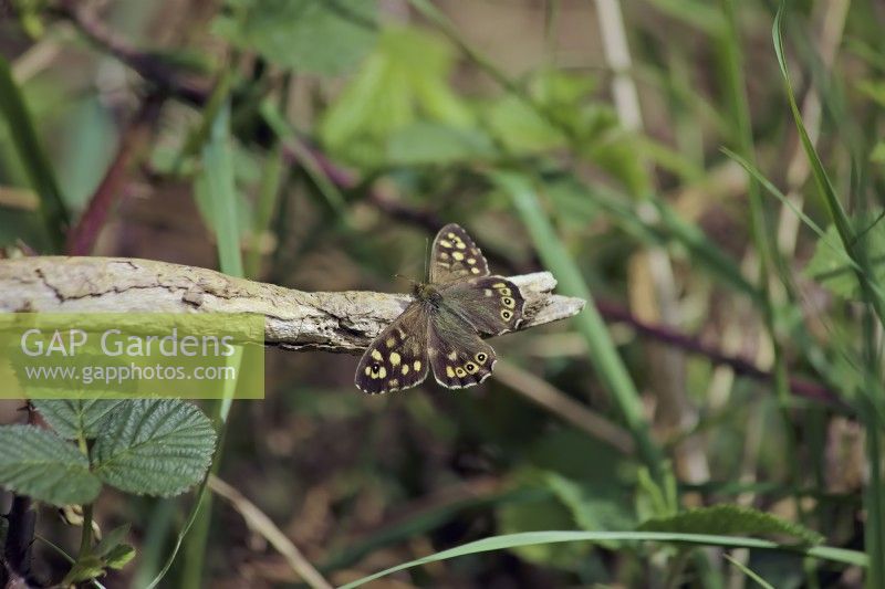 Pararge aegeria - Speckled Wood Butterfly basking
