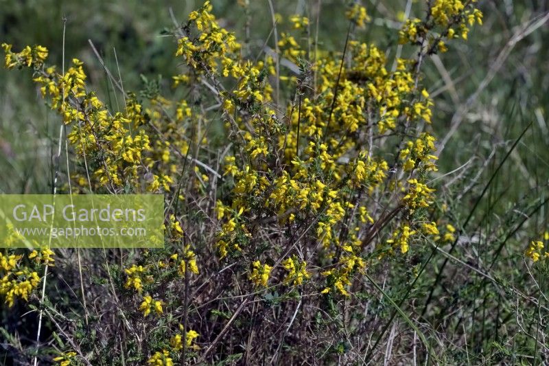 Genista anglica - Petty Whin or Needle Furze growing wild  at managed habitat in Dorset, UK