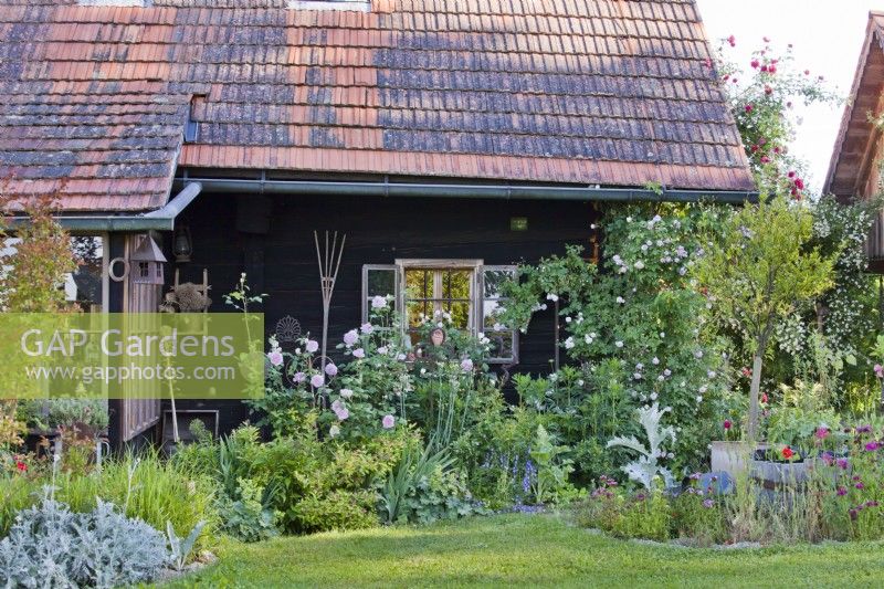 Cottage garden with house and flowerbed including climbing roses and early summer flowers.