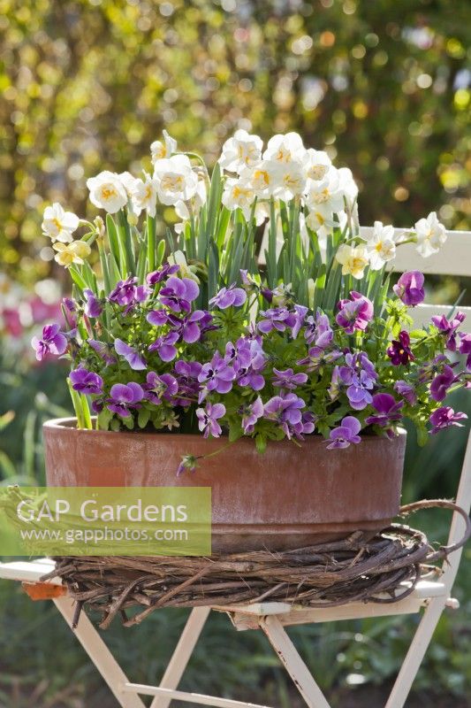 Daffodils and pansies in a pot.
