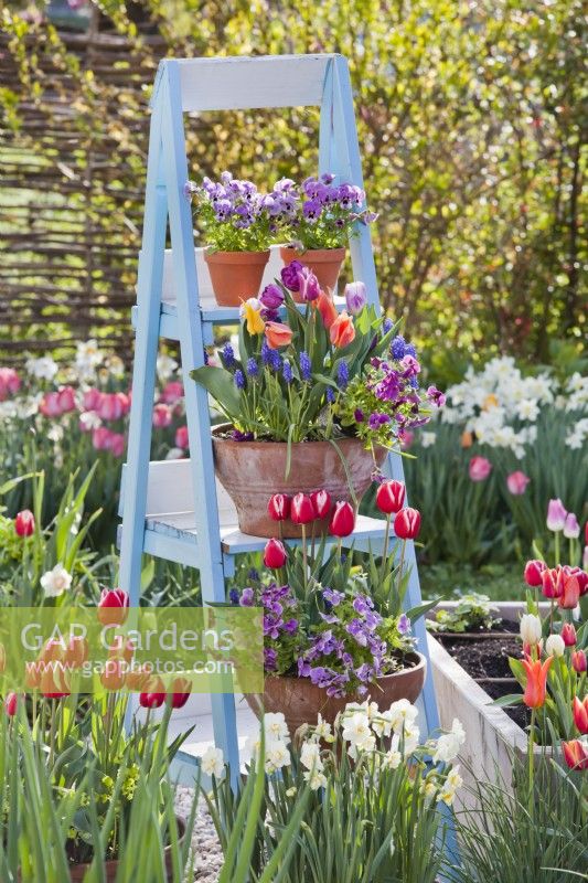 Ladder with potted tulips and pansies.