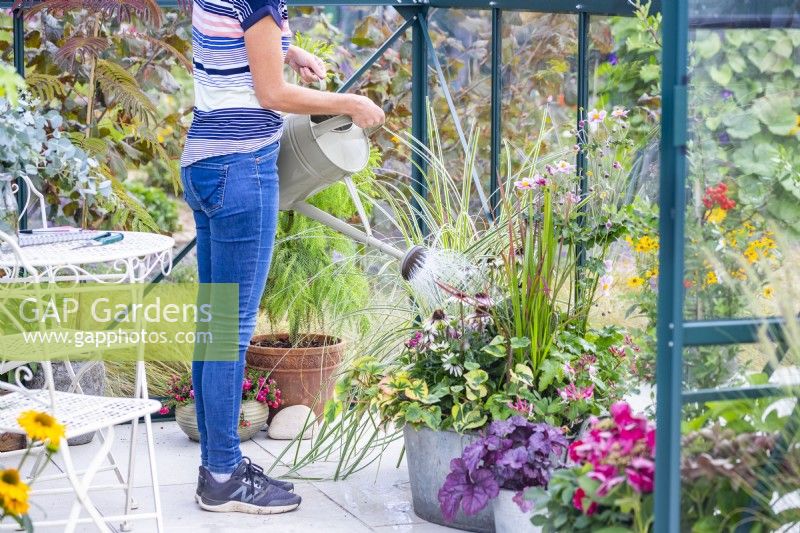 Woman watering a large planted metal container in a greenhouse