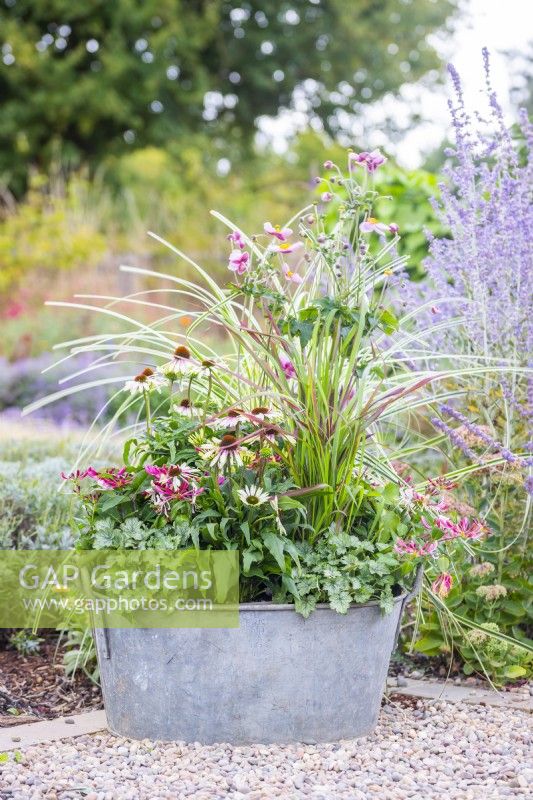 Large metal container planted with Echinacea 'Sombrero Halo White Purple', Lonicera 'Strawberries and Cream', Anemone 'Fantasy Red Riding Hood', Heuchera 'Little Cutie Peppermint' and stipa arundinacea