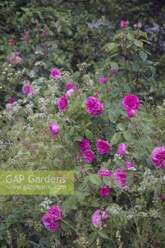 Rosa 'Gertrude Jekyll' Shrubs rose with Anthriscus sylvestris - Cow Parsley