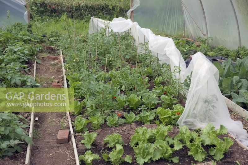 Protected polytunnel crop of Tomatoes - Solanum lycopersicum interplanted with Lettuce - Lactuca sativa with fleece pulled back to water and weed the crop