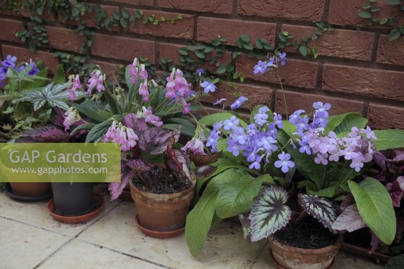 Primulina 'Candy' with Streptocarpus cultivars growing at the base of a north facing conservatory wall and never seeing direct sunlight