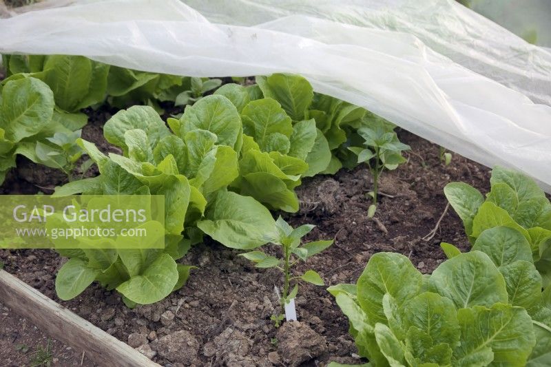 Capsicuum annum interplanted with a vigorous lettuce variety Lactuca sativa 'Jericho' with horticultural fleece withdrawn
