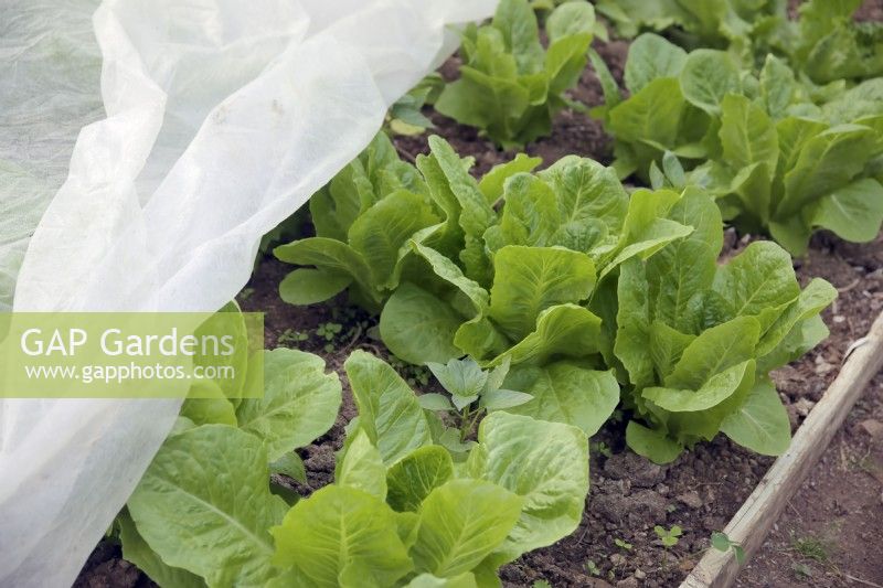 Capsicuum annum interplanted with a vigorous lettuce variety Lactuca sativa 'Jericho' with horticultural fleece pulled back