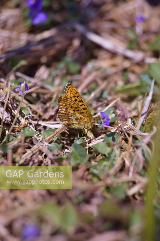 Pearl Bordered Fritillary butterfly - Boloria euphrosyne - egg laying on or close to Dog Violet - Viola riviniana foliage Dartmoor, Devon, UK
