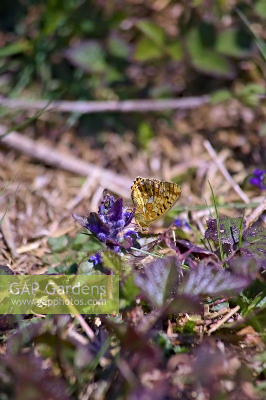 Pearl Bordered Fritillary butterfly - Boloria euphrosyne - Dartmoor, Devon, UK