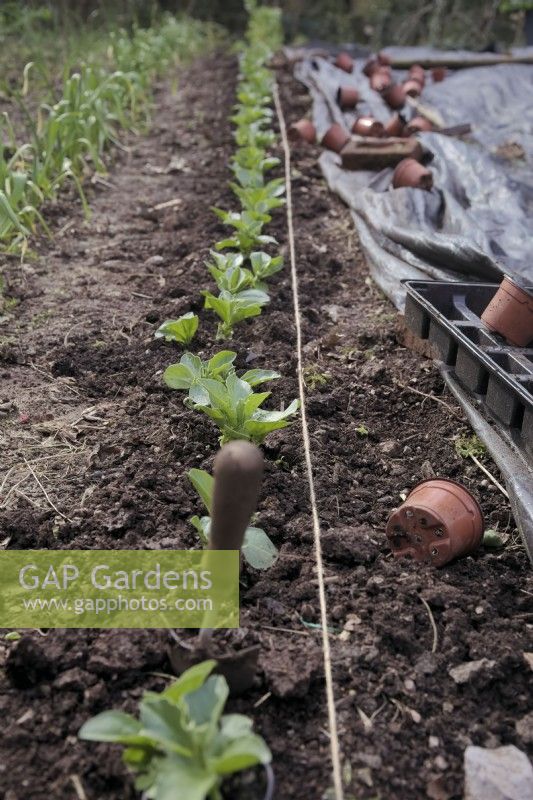 Lining out pot grown Vicia faba 'Witkiem Manita' broad beans in early March as a single row