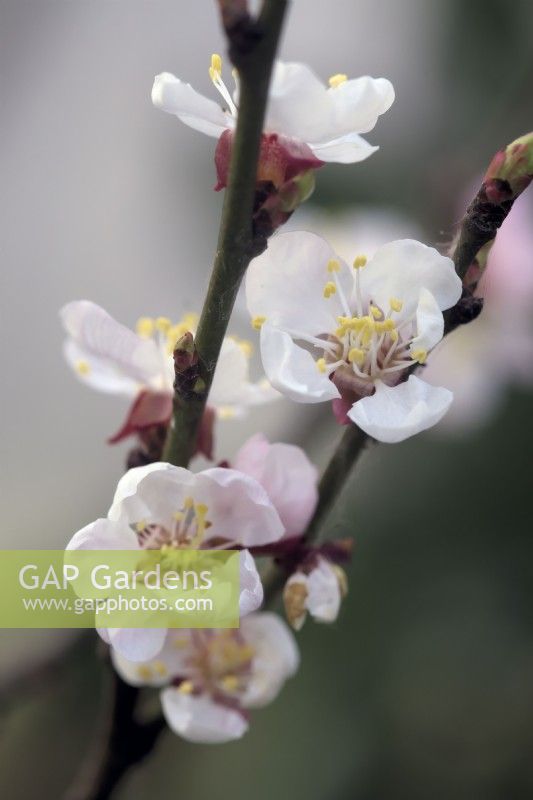 Apricot  Prunus armeniaca Flavorcot blossom