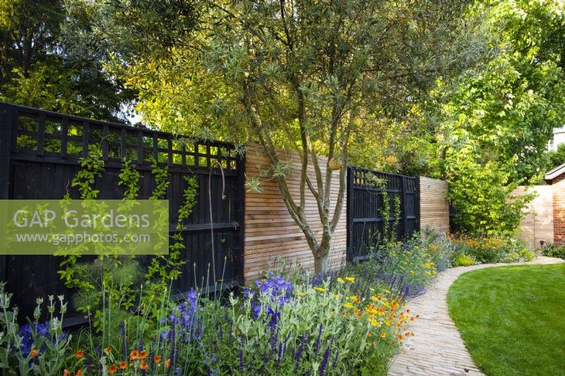 Curved path next to the border with Olea, Campanula persicifolia, Geum 'Totally tangerine' and Achillea by black wooden fence. 
