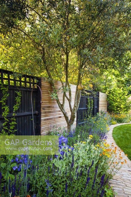 Curved path and a border with Olea, Campanula persicifolia, Geum 'Totally tangerine' and Achillea 'Moonshine' by black wooden fence. 