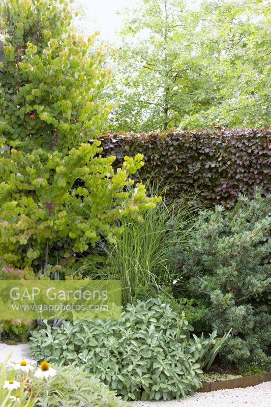 Planting with Katsuratree, shrubs and ornamental grasses, summer July