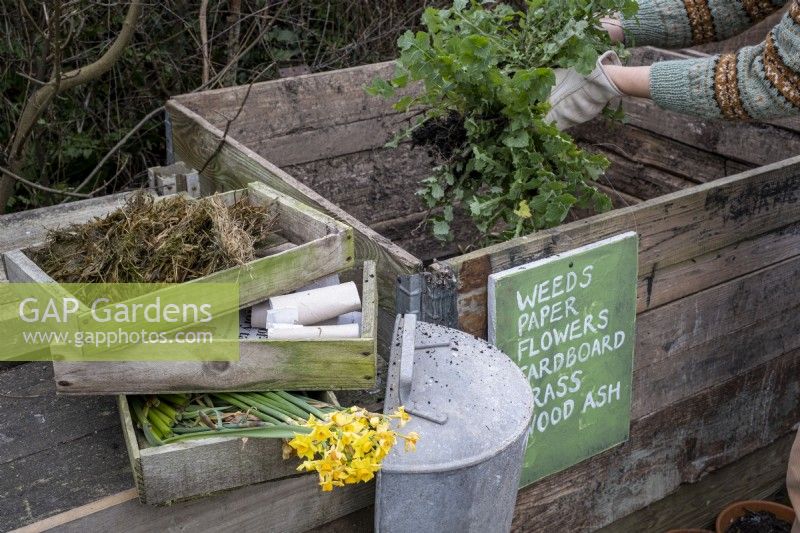 Adding weeds to a compost bin made with planks of wood