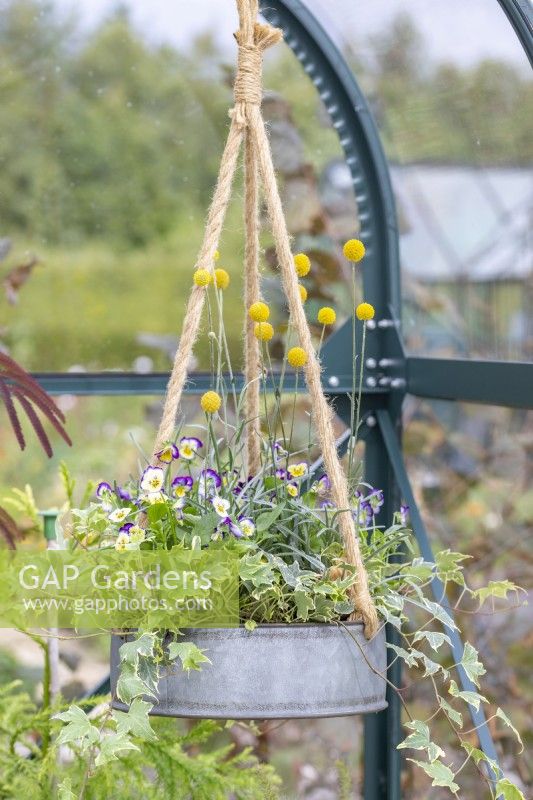 Hanging metal container planted with Ivy, Viola 'Sorbet Neptune' and Craspedia globosa