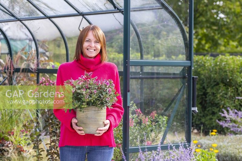 Woman carrying Hebe 'Donna Eva' out of a greenhouse