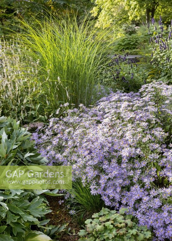 Planting with Aster and ornamental grasses, summer June