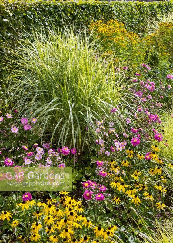 Colorful perennial border with Miscanthus, autumn October